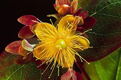 《星露谷物语》后续更新难保 制作人想专心开发新作